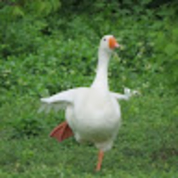 Meet your Posher, Lilly - Picture 1 of 1